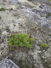 Pinus nigra pallasiana
