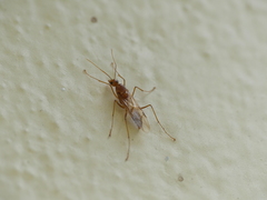 Camponotus