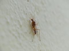 Camponotus