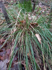 Carex divulsa