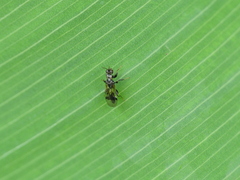 Sycophila