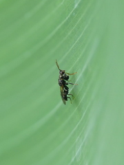 Sycophila