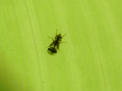 Sycophila