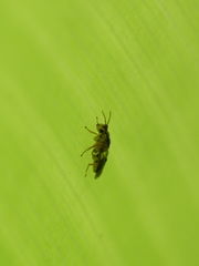 Sycophila