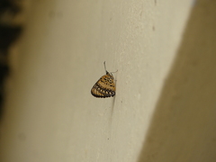 Byblia anvatara