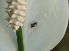 Pterygota