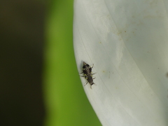 Pterygota