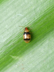 Luperina