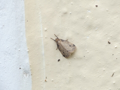 Lepidoptera