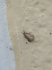 Lepidoptera