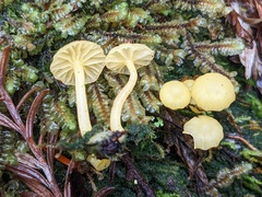 Chrysomphalina grossula