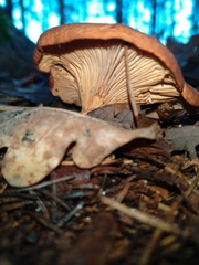 Paralepista
