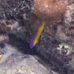Stegastes leucostictus