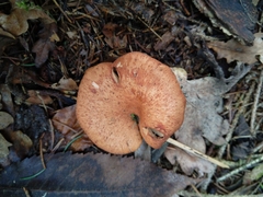 Paralepista