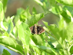 Hesperiinae
