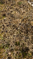 Eryngium campestre
