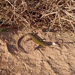 Podarcis filfolensis maltensis
