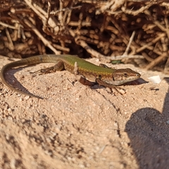 Podarcis filfolensis maltensis