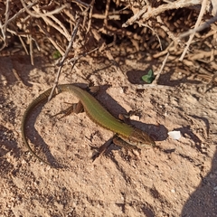 Podarcis filfolensis maltensis