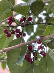 Ilex rotunda