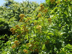 Dalbergia obovata