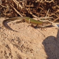 Podarcis filfolensis maltensis