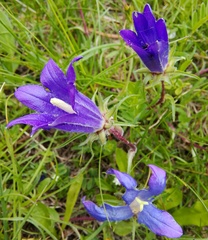 Edraianthus