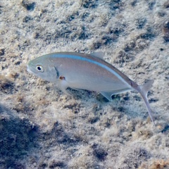 Caranx ruber