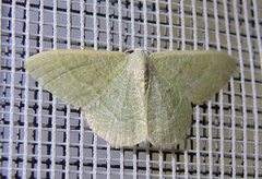 Phaiogramma etruscaria