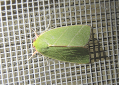 Bena bicolorana