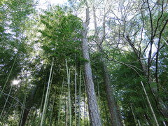 Phyllostachys bambusoides