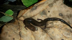 Plethodon richmondi