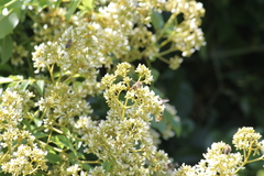 Dalbergia obovata