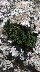 Sedum