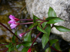 Epilobium alsinifolium