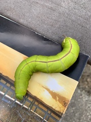 Cocytius antaeus