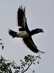 Bycanistes bucinator