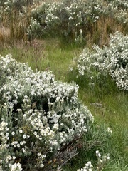 Chiliotrichum diffusum