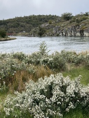 Chiliotrichum diffusum