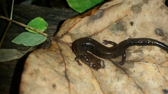 Plethodon richmondi