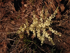 Asparagus suaveolens
