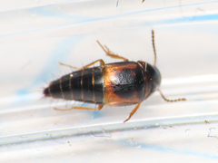 Tachyporinae