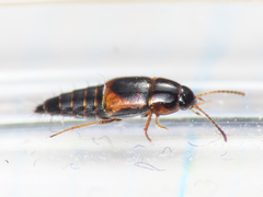 Tachyporinae