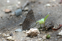Lasaia sessilis