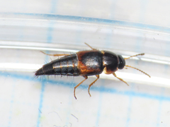 Tachyporinae