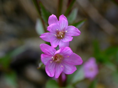 Epilobium alsinifolium