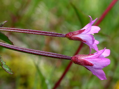 Epilobium alsinifolium