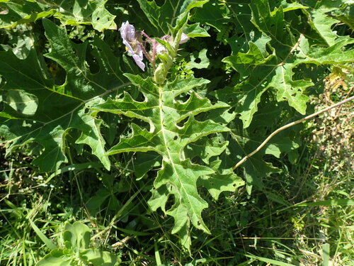 Image of Solanum dasyphyllum by (c) Mahomed Desai, some rights reserved (CC BY)