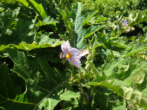 Solanum dasyphyllum, photograph 2