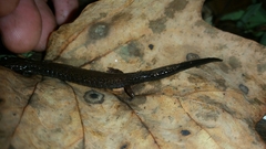 Plethodon richmondi